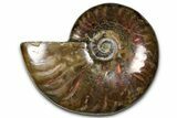 Polished Red Flash Ammonite (Cleoniceras) Fossil - Madagascar #367700-1